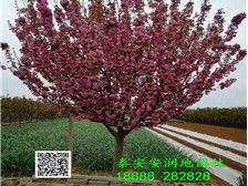 泰安市泰山區潤地園林綠化中心銷售部 卓越的養護管理工程，構筑綠色生態家園