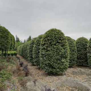 匠心筑綠，生態(tài)共贏 專業(yè)園林綠化施工服務