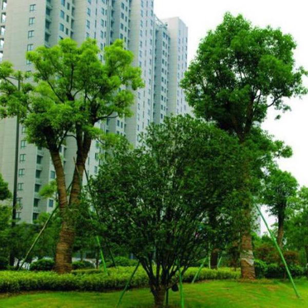 專業(yè)園林綠化工程承接與價格解析 走進東平縣興亞家庭農場