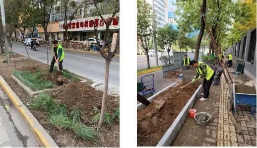 打造綠化新景觀——碑林區(qū)城管局園林綠化科冬季綠化紀實